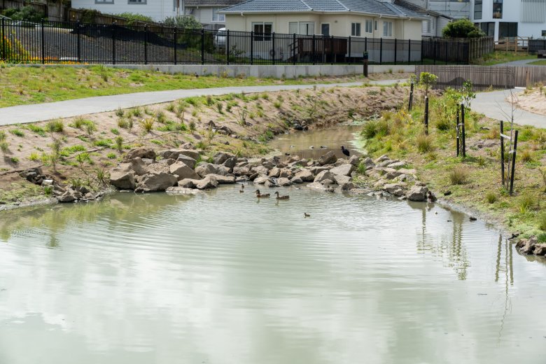 Retention pond with ducks